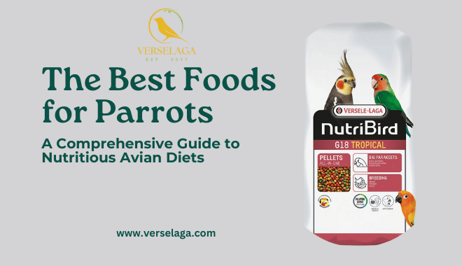 The Best Foods for Parrots